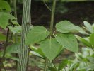 Acer davidii