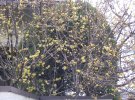 Chimonanthus praecox
