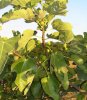 Ficus carica 'Brown Turkey'